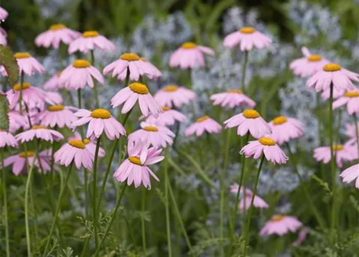 Bunte Garten-Margerite 'Robinsons Rosa' Bunte Garten-Margerite 'Robinsons Rosa'