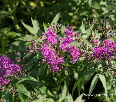 Arkansas-Scheinaster Arkansas-Scheinaster