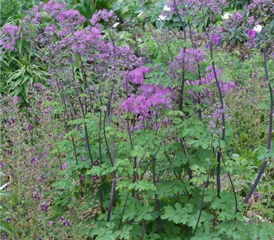 Akeleiblättrige Wiesenraute 'Black Stockings' Akeleiblättrige Wiesenraute 'Black Stockings'