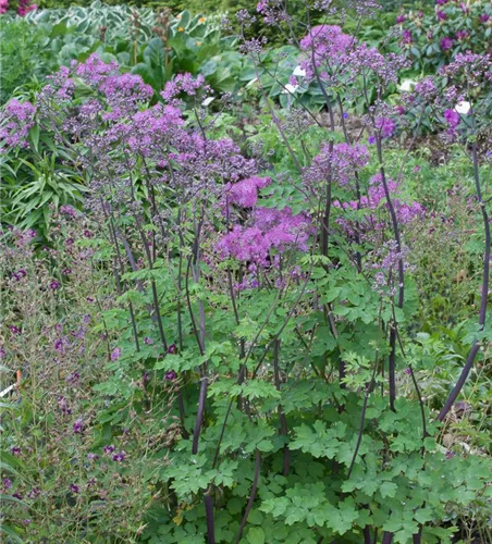 Akeleiblättrige Wiesenraute 'Black Stockings'