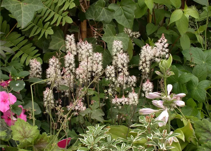 Zipfelblättrige Garten-Schaumblüte Zipfelblättrige Garten-Schaumblüte