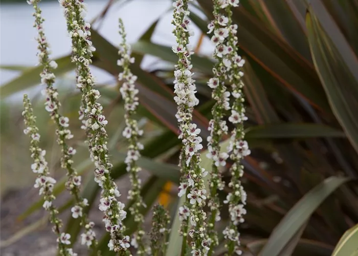 Weißblühende Garten-Königskerze Weißblühende Garten-Königskerze