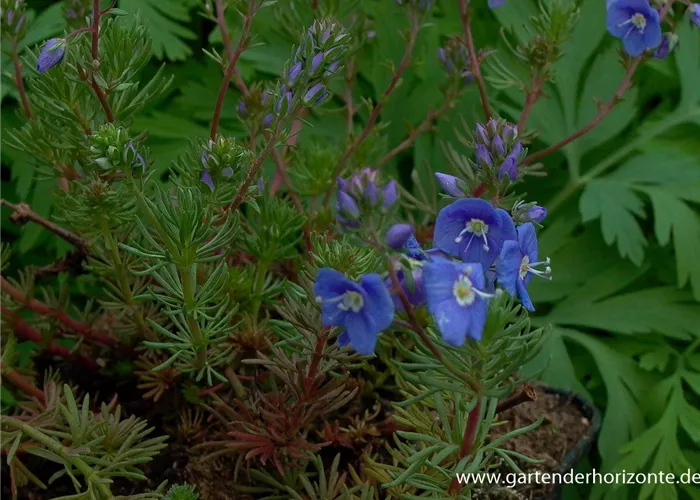 Armenischer Ehrenpreis Armenischer Ehrenpreis