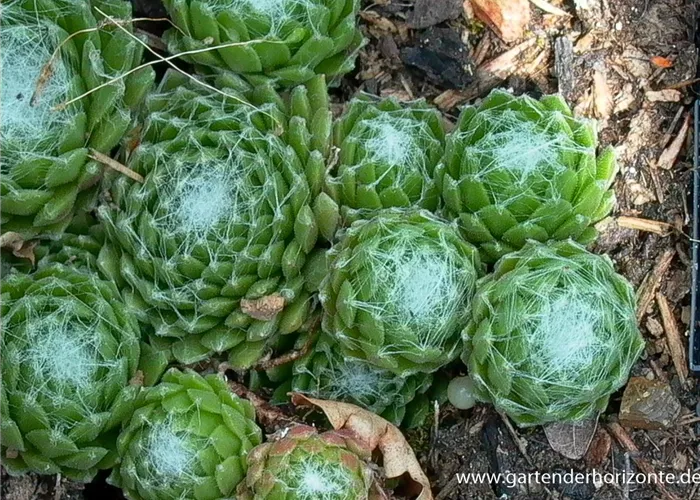 Spinnwebige Steinrose Spinnwebige Steinrose