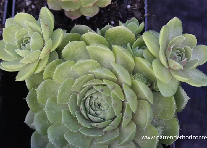 Garten-Hauswurz Garten-Hauswurz