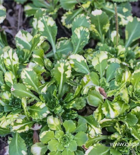 Bastard-Garten-Porzellanblümchen 'Aureopunctata' Bastard-Garten-Porzellanblümchen 'Aureopunctata'