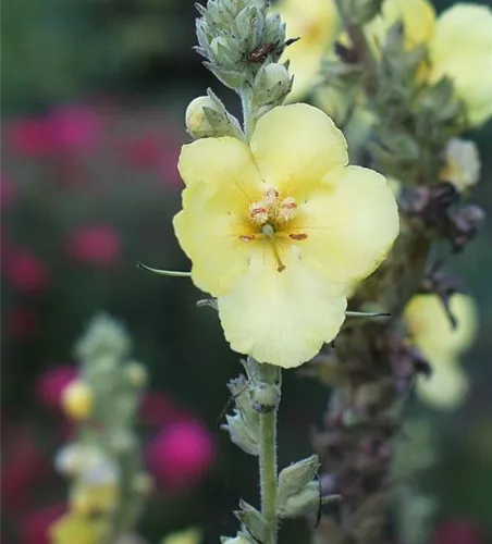 Kandelaber-Königskerze Kandelaber-Königskerze