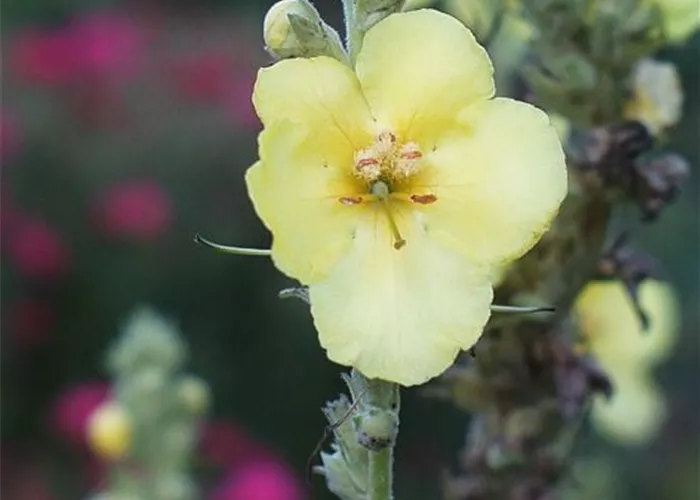 Kandelaber-Königskerze Kandelaber-Königskerze