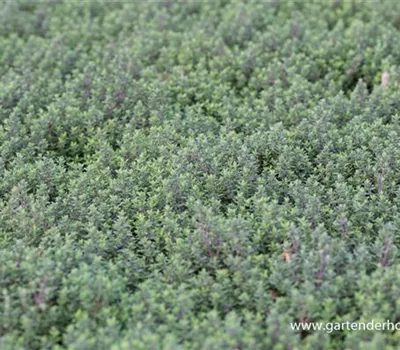 Echter Thymian Echter Thymian