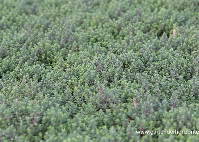 Echter Thymian Echter Thymian