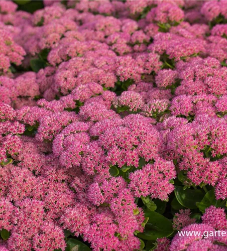 Großes Garten-Fettblatt Großes Garten-Fettblatt