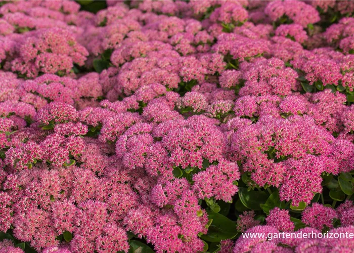 Großes Garten-Fettblatt Großes Garten-Fettblatt