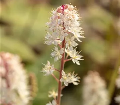 Amerikanische Schaumblüte Amerikanische Schaumblüte