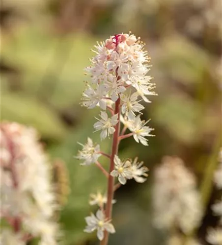 Amerikanische Schaumblüte Amerikanische Schaumblüte