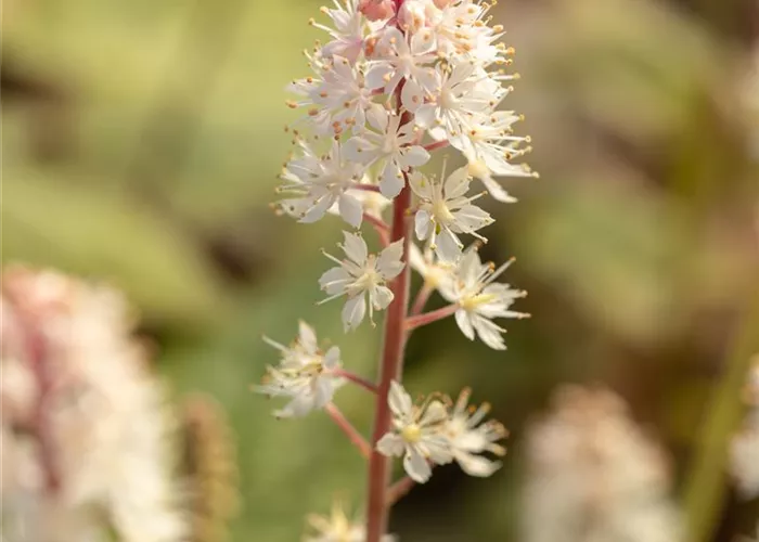 Amerikanische Schaumblüte Amerikanische Schaumblüte