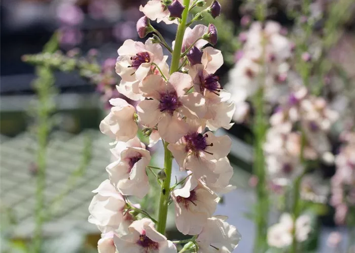 Purpurblütige Königskerze Purpurblütige Königskerze