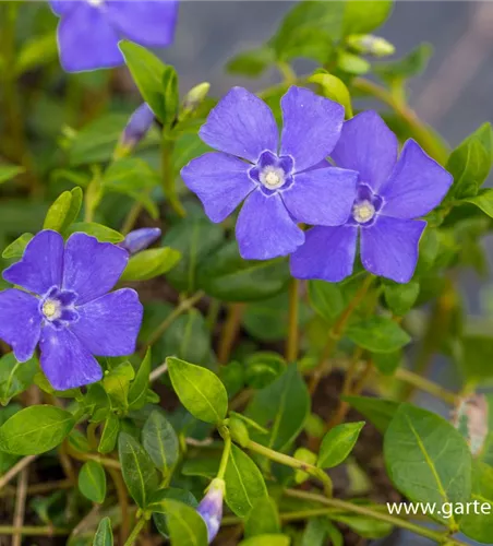 Kleines Garten-Immergrün 'Marie'(s) Kleines Garten-Immergrün 'Marie'(s)