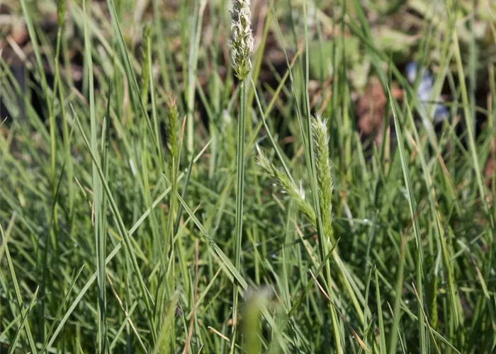 Herbst-Kopfgras Herbst-Kopfgras