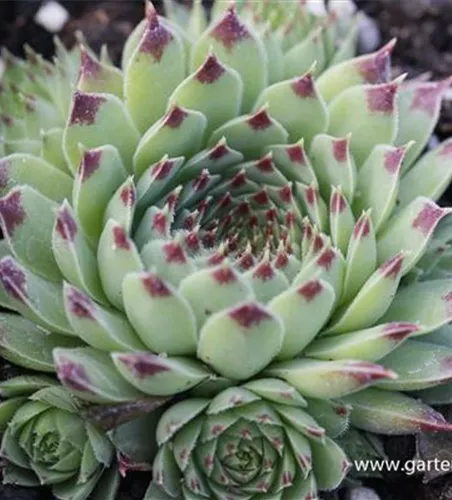 Rotspitz-Steinrose Rotspitz-Steinrose