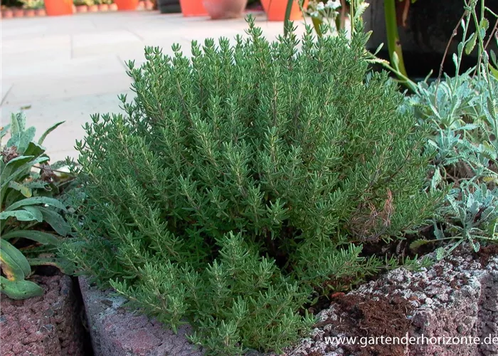 Gedrungener Garten-Thymian Gedrungener Garten-Thymian