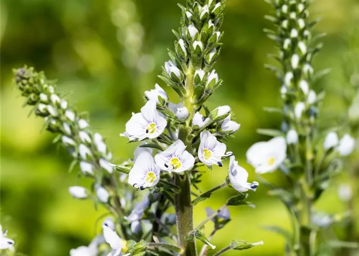 Enzianblättriger Ehrenpreis Enzianblättriger Ehrenpreis