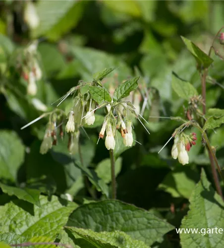 Kleiner Kaukasus-Beinwell Kleiner Kaukasus-Beinwell