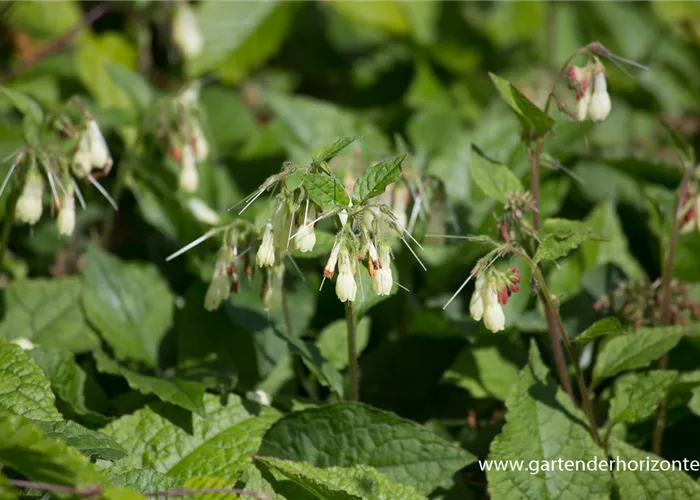 Kleiner Kaukasus-Beinwell Kleiner Kaukasus-Beinwell