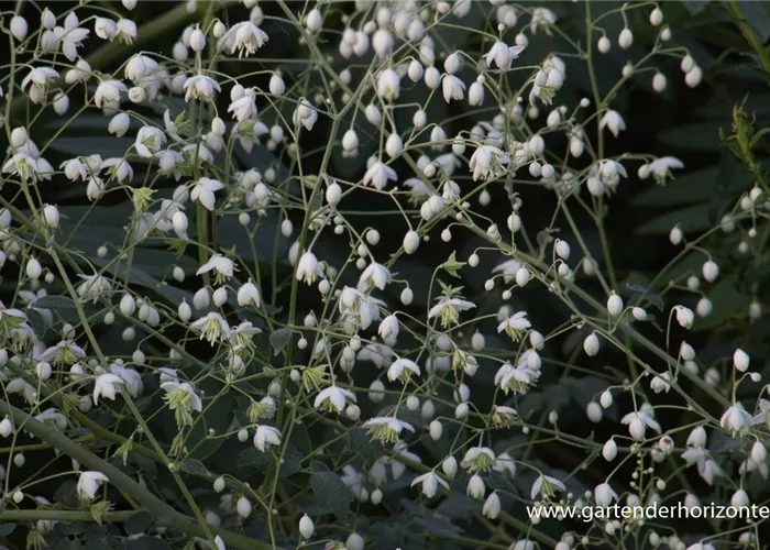 Garten-Wiesenraute 'Album'