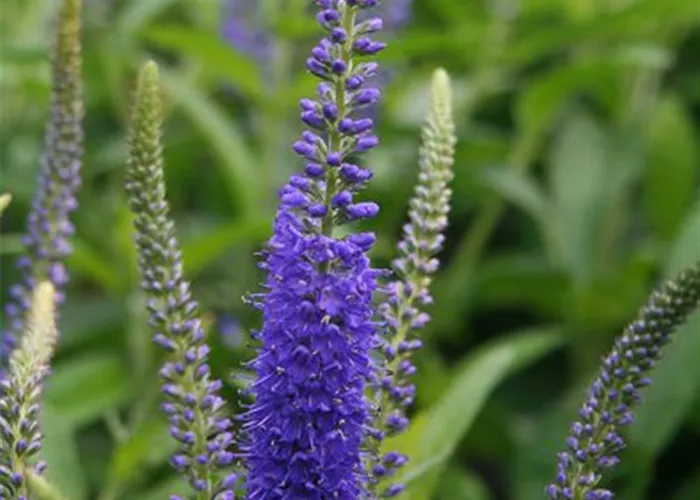 Wiesen-Ehrenpreis Wiesen-Ehrenpreis