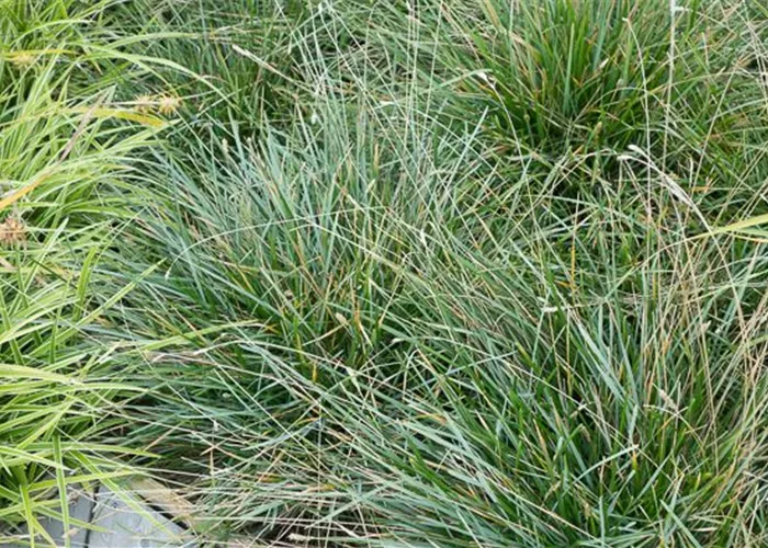 Moor-Blaugras Moor-Blaugras