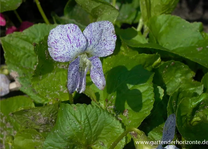Garten-Pfingst-Veilchen 'Freckles' Garten-Pfingst-Veilchen 'Freckles'