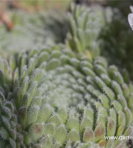 Bewimperte Kugel-Steinrose 'Borisii' Bewimperte Kugel-Steinrose 'Borisii'