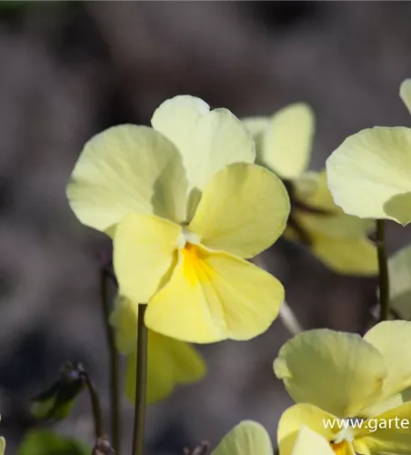 Horn-Veilchen Horn-Veilchen