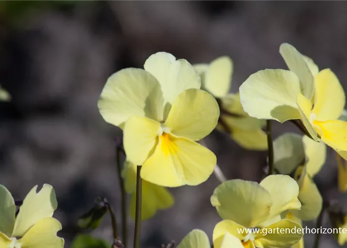 Horn-Veilchen Horn-Veilchen