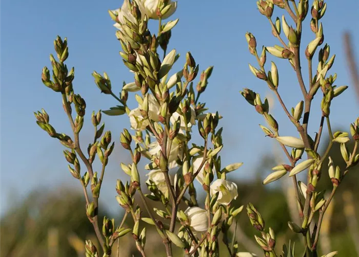 Fädige Palmlilie Fädige Palmlilie