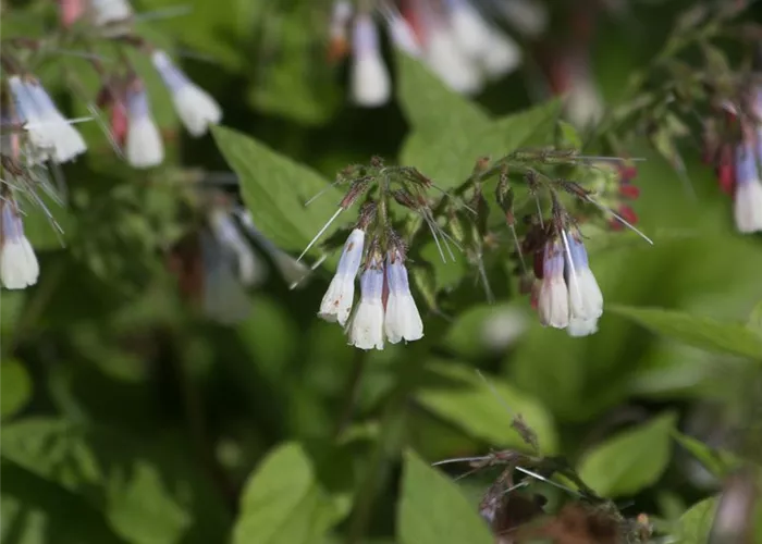 Garten-Beinwell 'Hidcote Blue' Garten-Beinwell 'Hidcote Blue'