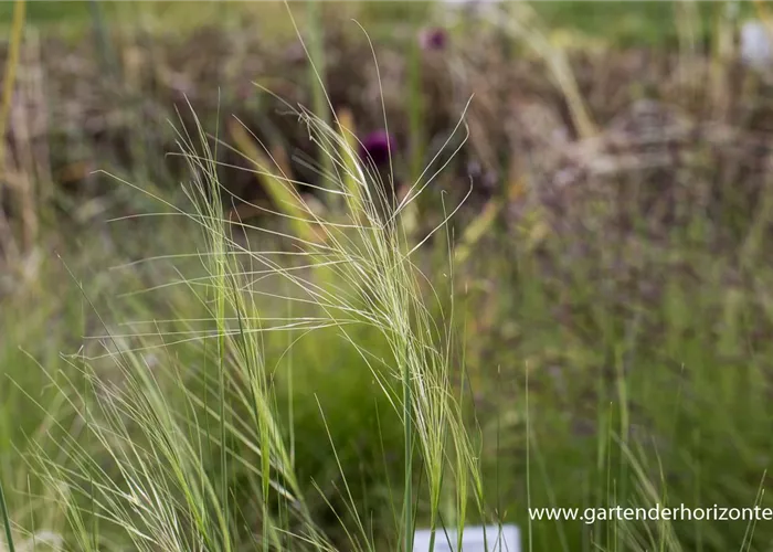 Haar-Federgras Haar-Federgras