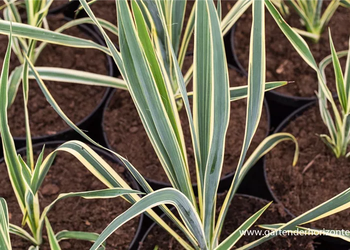 Palmlilie 'Bright Edge' Palmlilie 'Bright Edge'