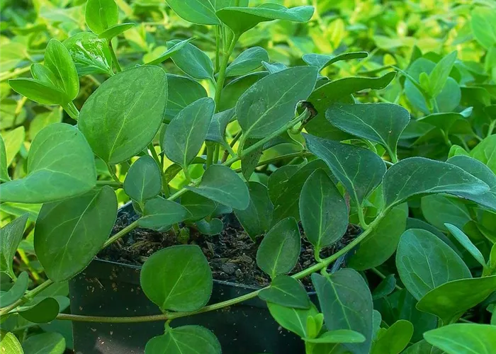 Großblättriges Immergrün