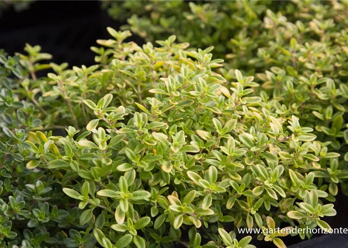 Garten-Thymian 'Golden Dwarf' Garten-Thymian 'Golden Dwarf'