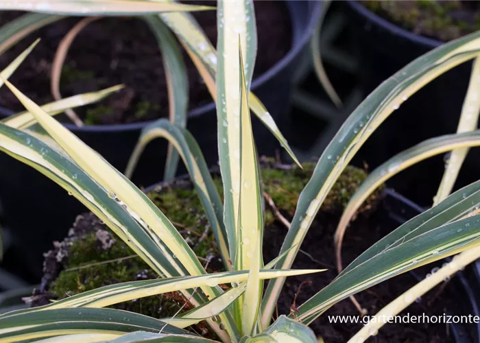 Gelbbunte Palmlilie 'Color Guard' Gelbbunte Palmlilie 'Color Guard'