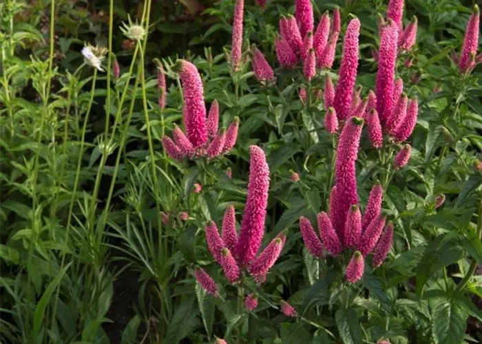 Langblättriger Garten-Ehrenpreis 'First Kiss'
