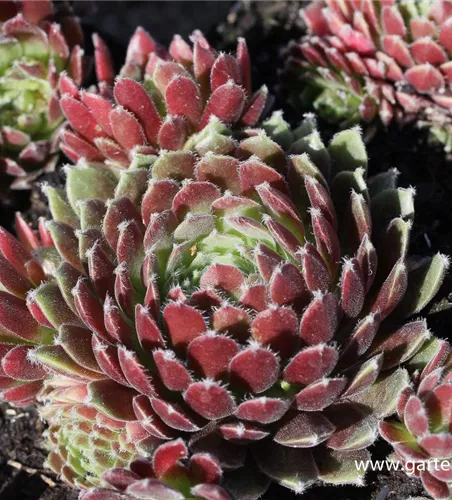 Garten-Hauswurz 'Hey Hey' Garten-Hauswurz 'Hey Hey'