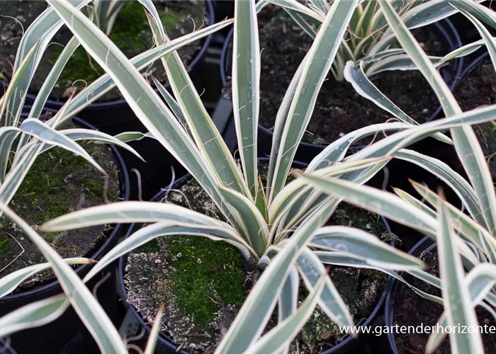 Palmlilie 'Ivory Tower' Palmlilie 'Ivory Tower'