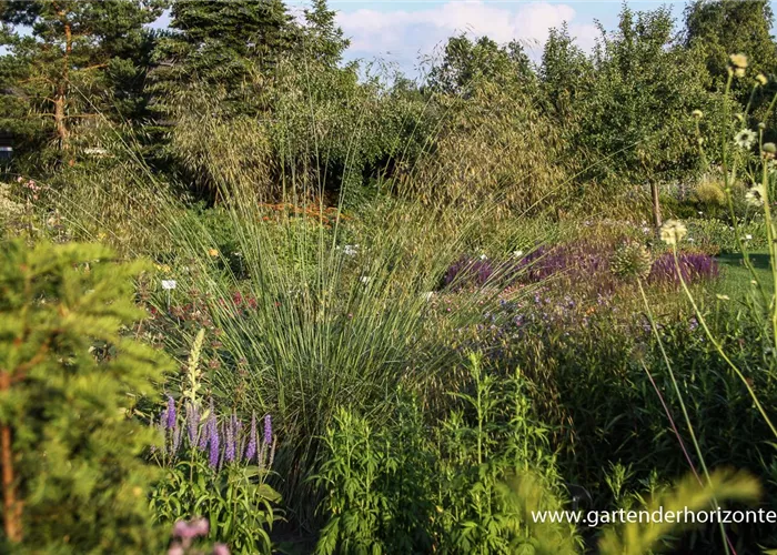 Riesen-Federgras Riesen-Federgras