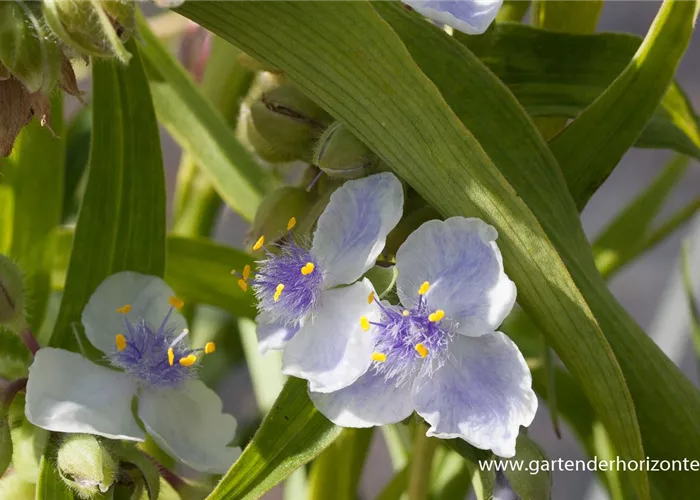 Garten-Dreimasterblume 'Osprey' Garten-Dreimasterblume 'Osprey'