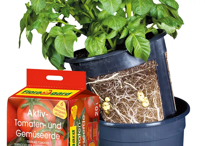 Floragard Potato Pot Set