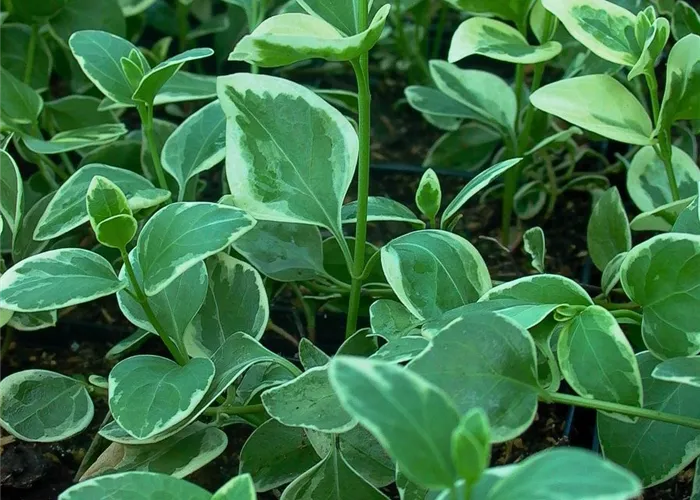 Großblättriges Immergrün Großblättriges Immergrün