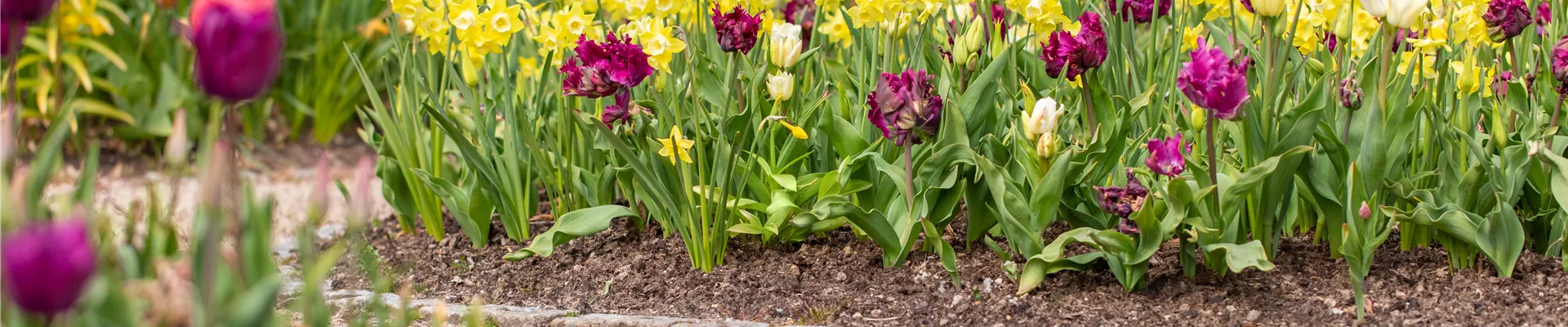 Beet mit Tulpen und Narzissen