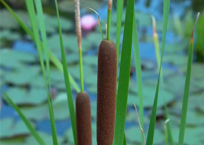 Breitblättriger Rohrkolben Breitblättriger Rohrkolben